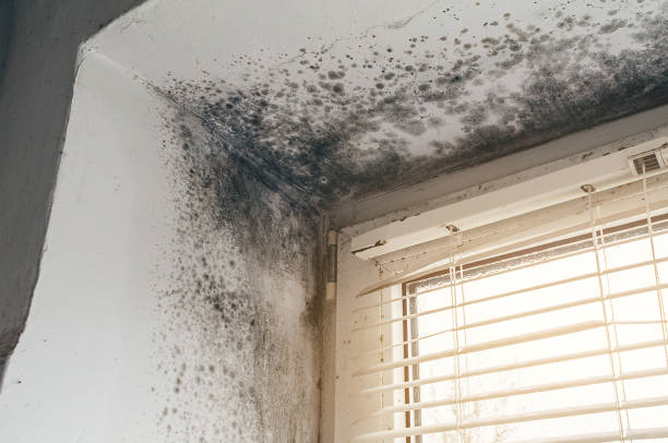 Affordable Basement Mold Removal solutions in Troutdale, OR